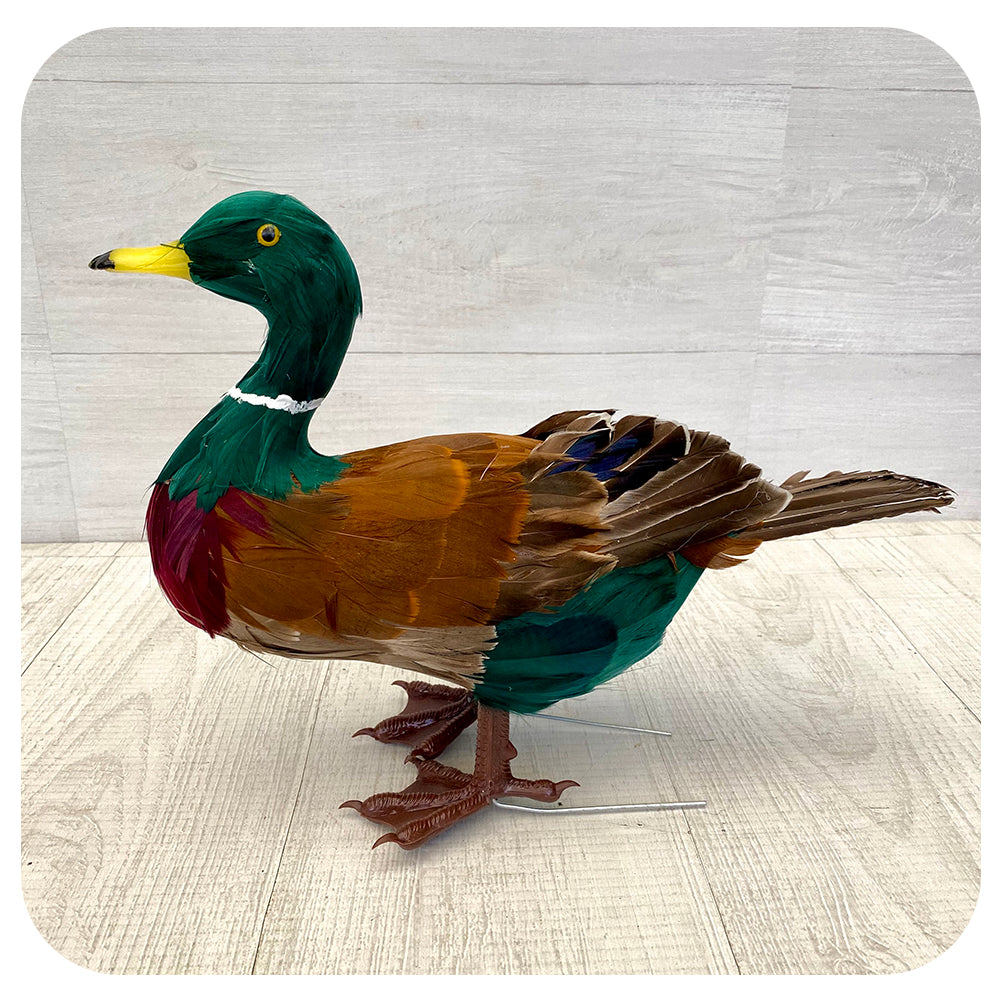 Standing Mallard Duck
