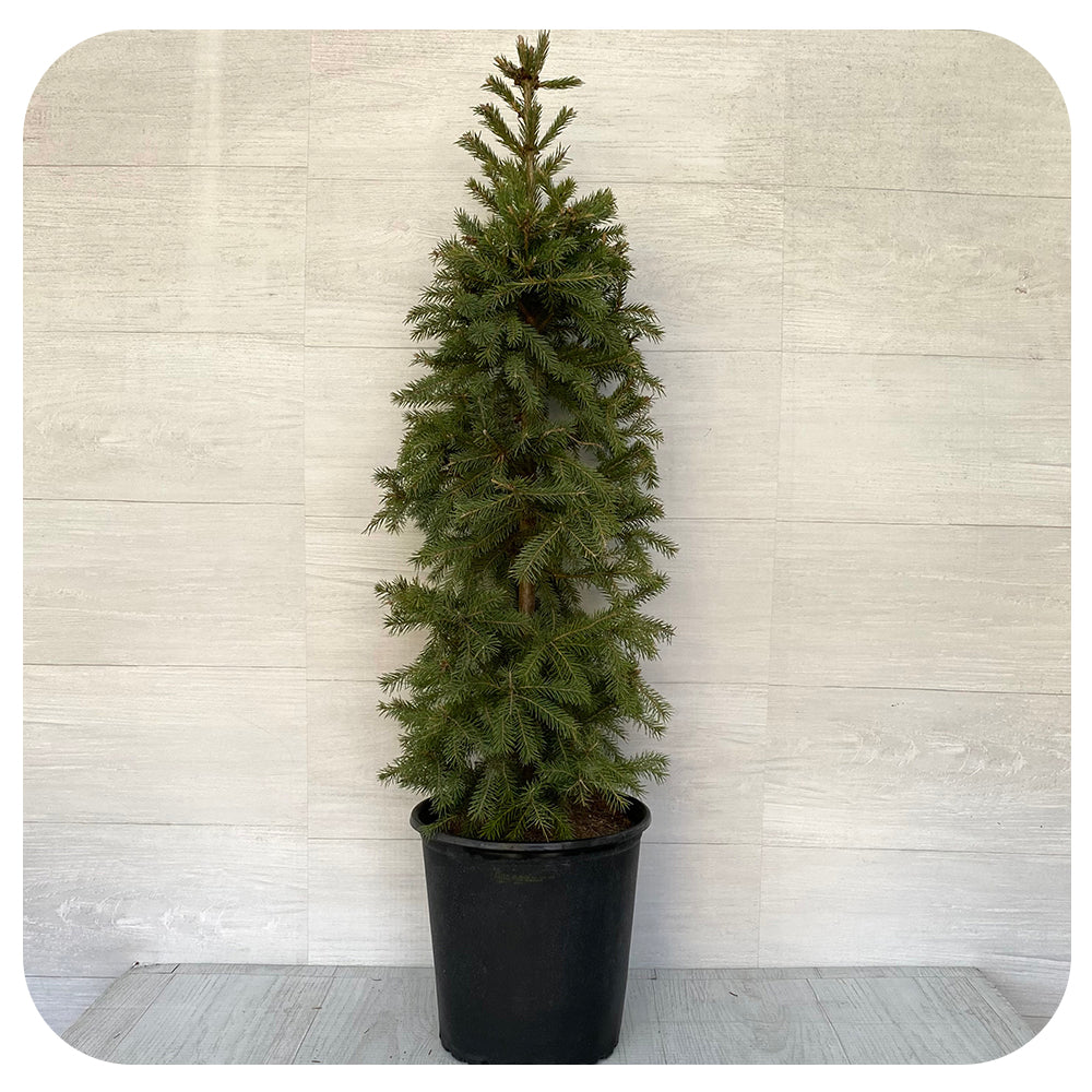 Potted White Spruce