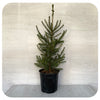 Potted Norway Spruce