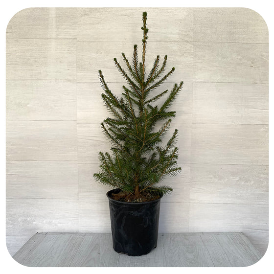 Potted Norway Spruce