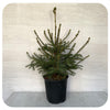 Potted Norway Spruce