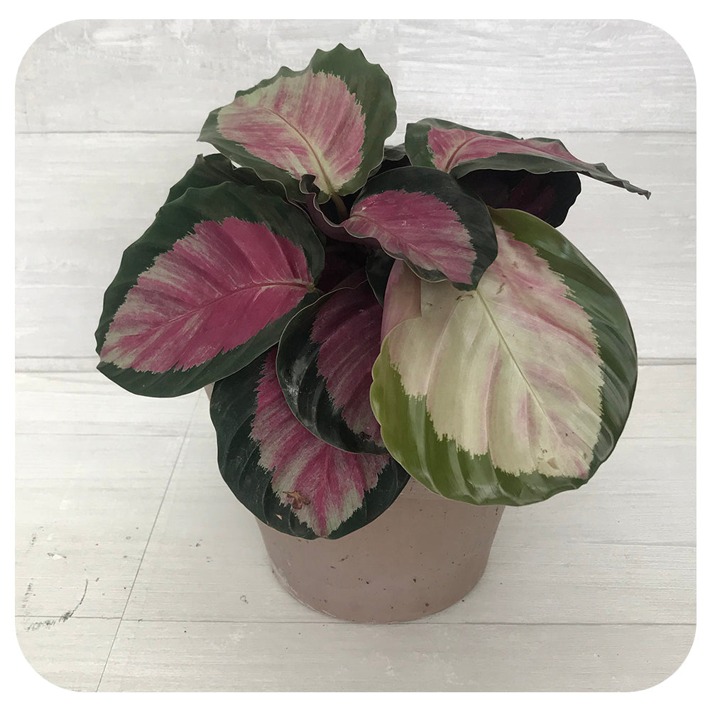 Calathea Rosy