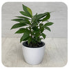 Ardisia (Humilis)