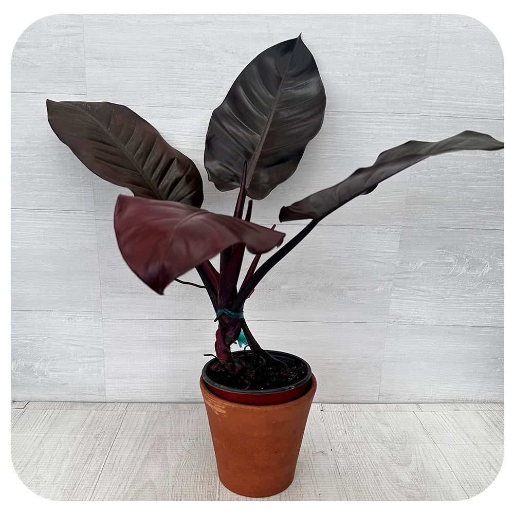 philodendron dark cardinal Philodendron 'Black Cardinal'