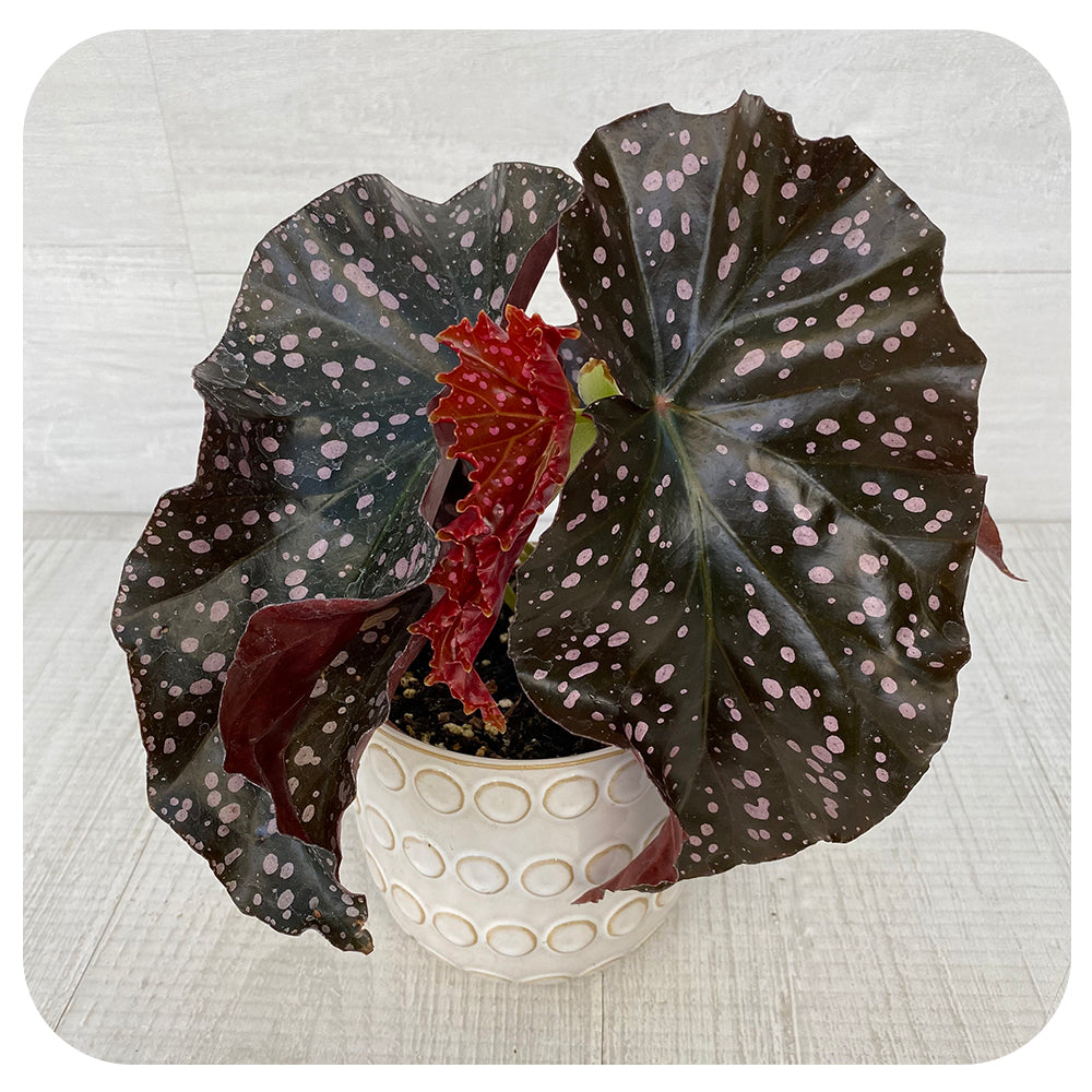 Begonia 'Crackling Rosie'