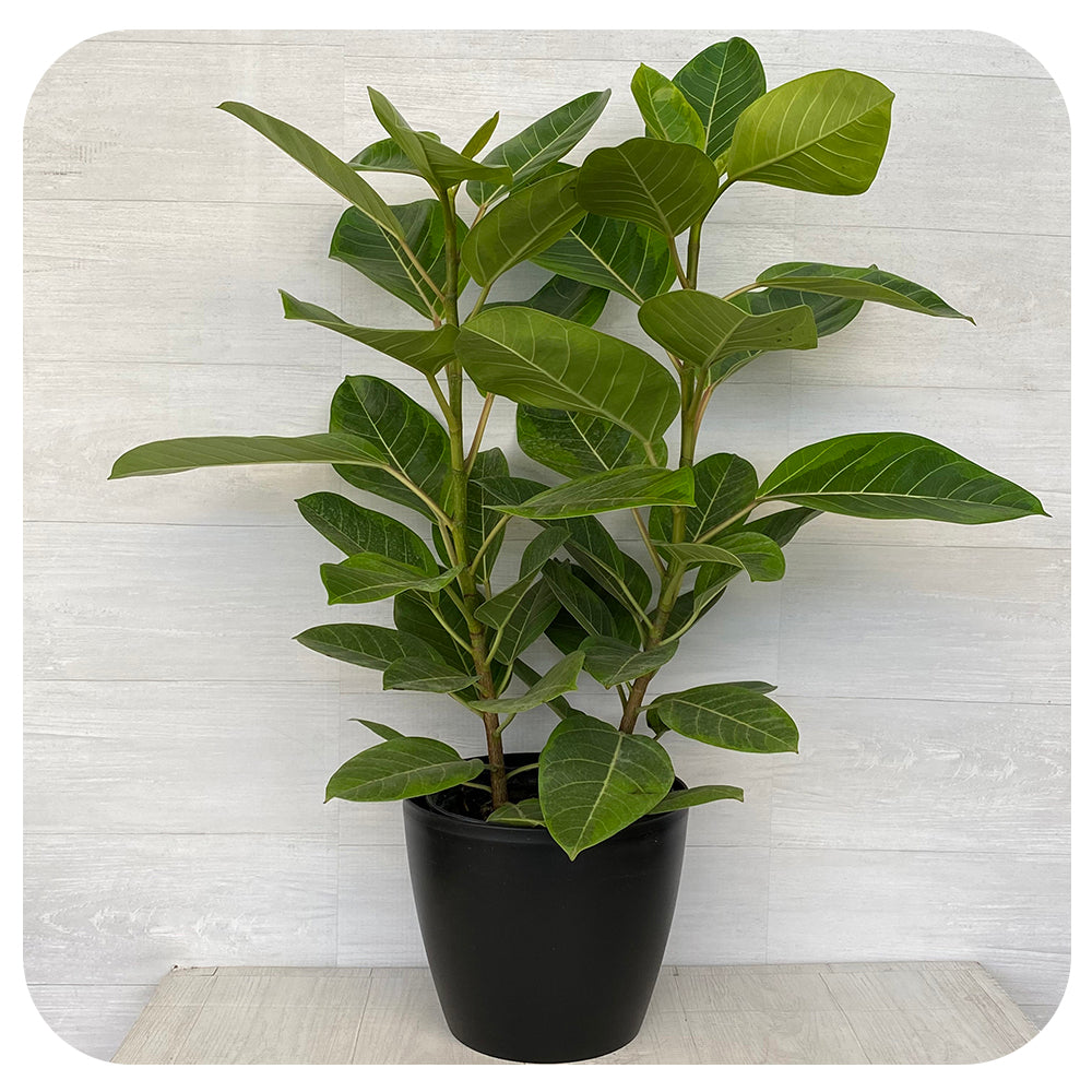 Ficus Altissima Yellow Gem - Davenport Garden Centre