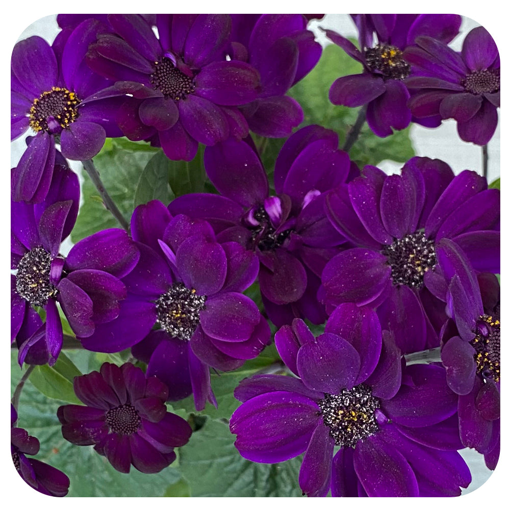 Senetti (Pericallis)