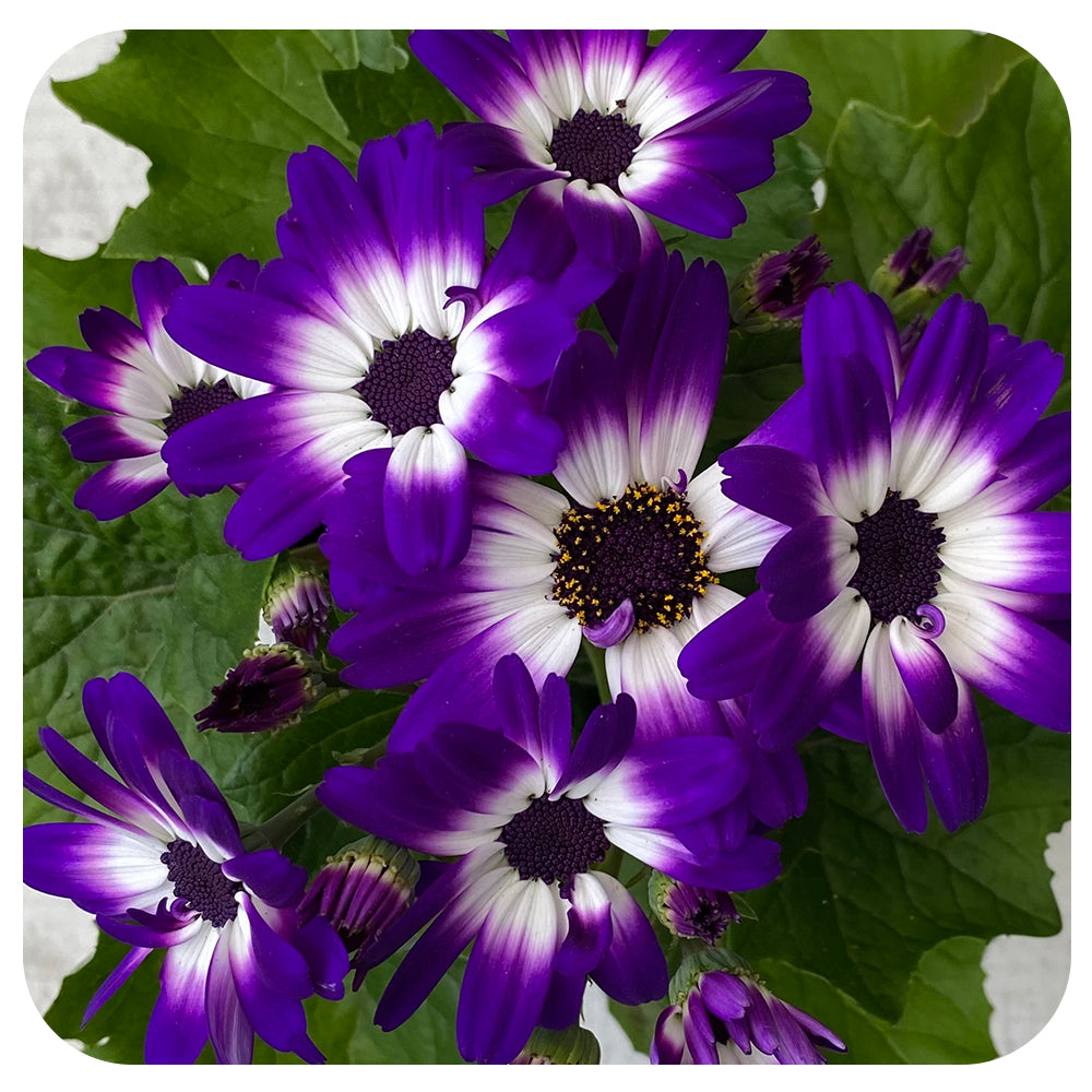 Senetti (Pericallis)