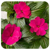 New Guinea Impatiens