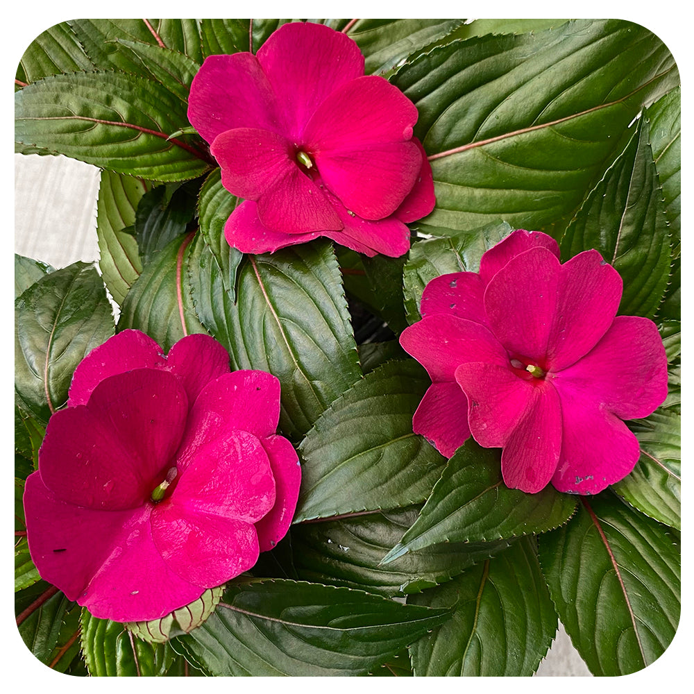 New Guinea Impatiens