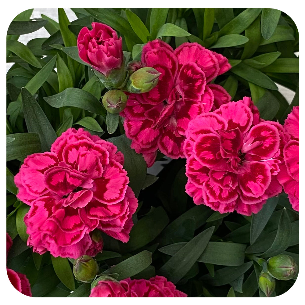 Annual Dianthus (Carnation)