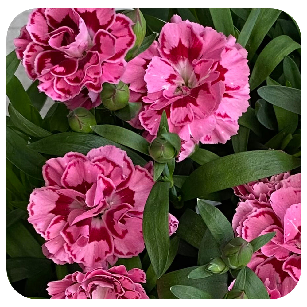 Annual Dianthus (Carnation)