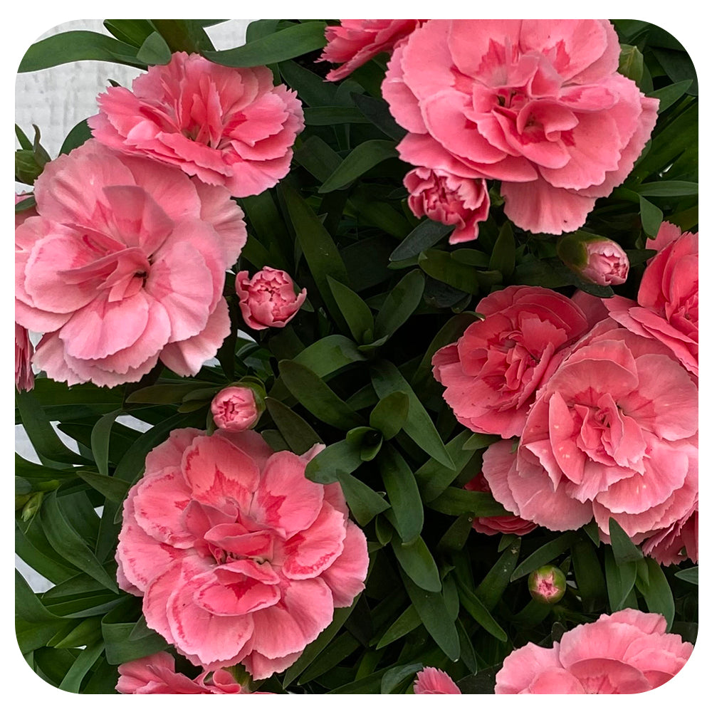 Annual Dianthus (Carnation)