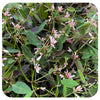 Euphorbia
