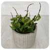 Hoya Compacta Rope