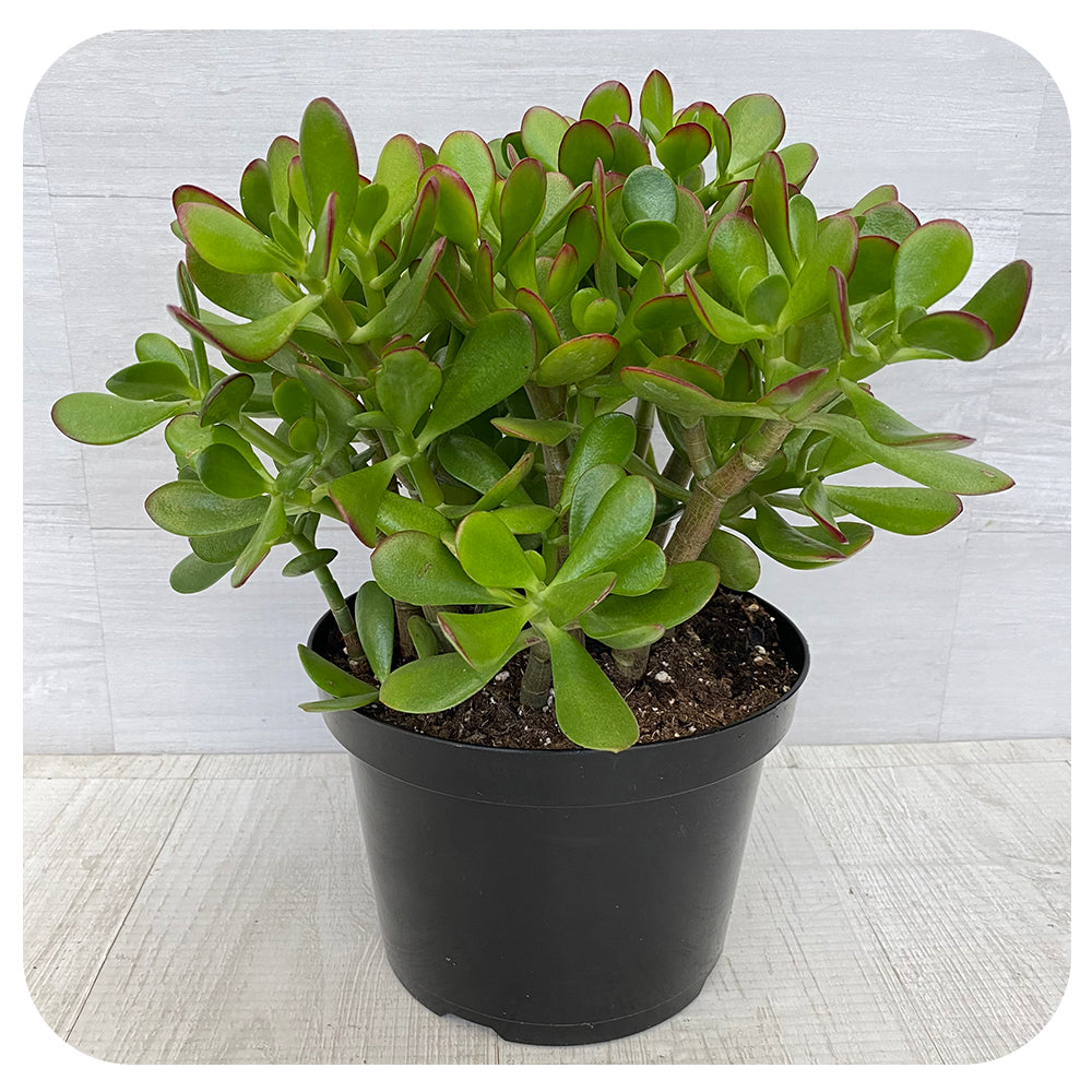 overload jade plant Jade (Crassula Ovata)
