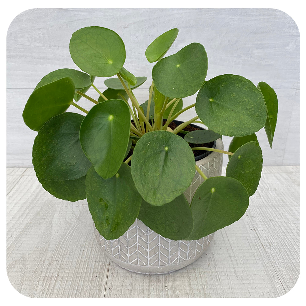 friendship plant seeds Pilea Peperomiodes (Pancake Plant)