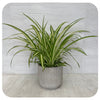 Spider Plant 'Maria'  (Chlorophytum Comosum)