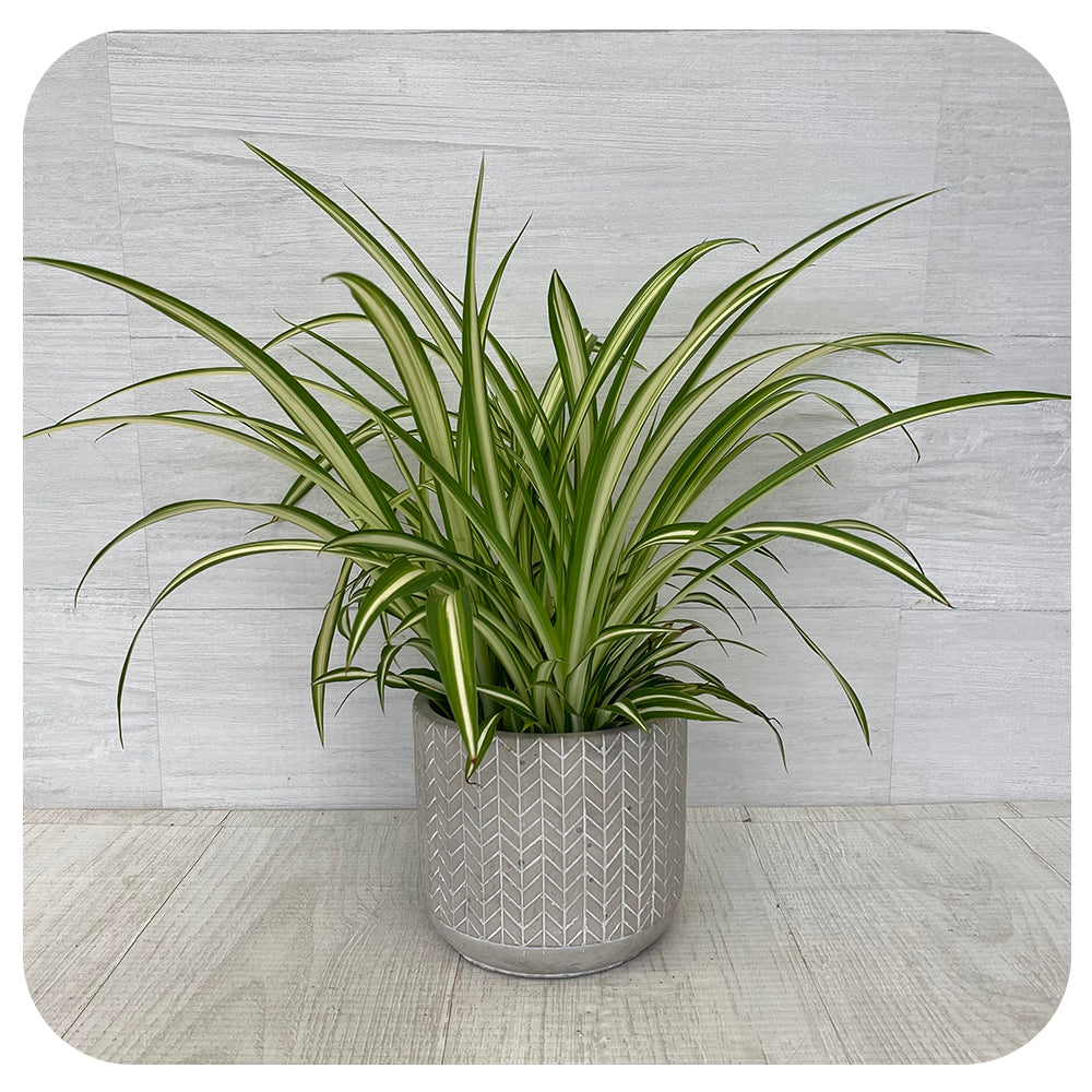 Spider Plant 'Maria'  (Chlorophytum Comosum)