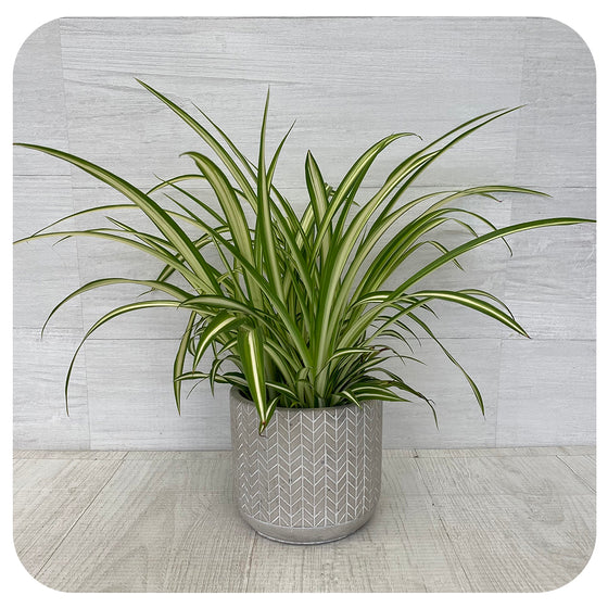 Spider Plant 'Maria'  (Chlorophytum Comosum)