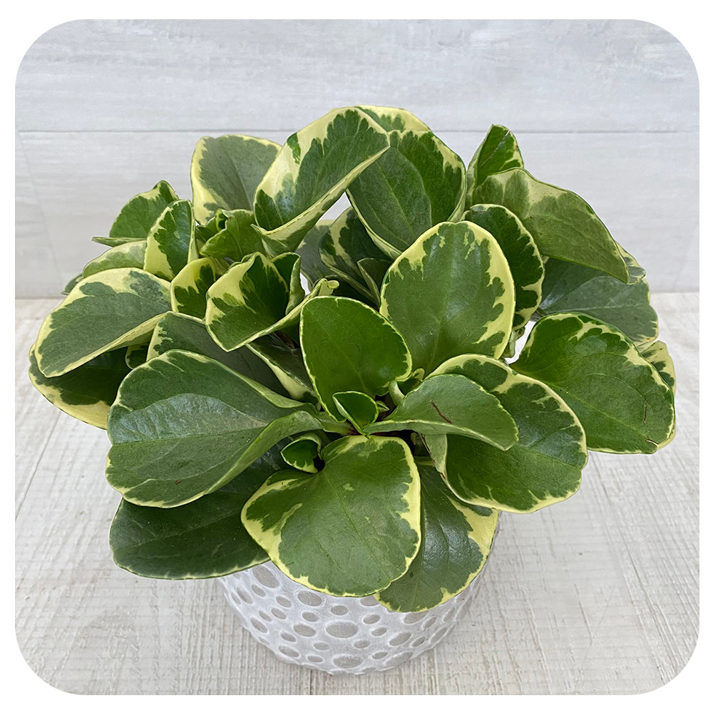 Peperomia obtusifolia - White Variegated