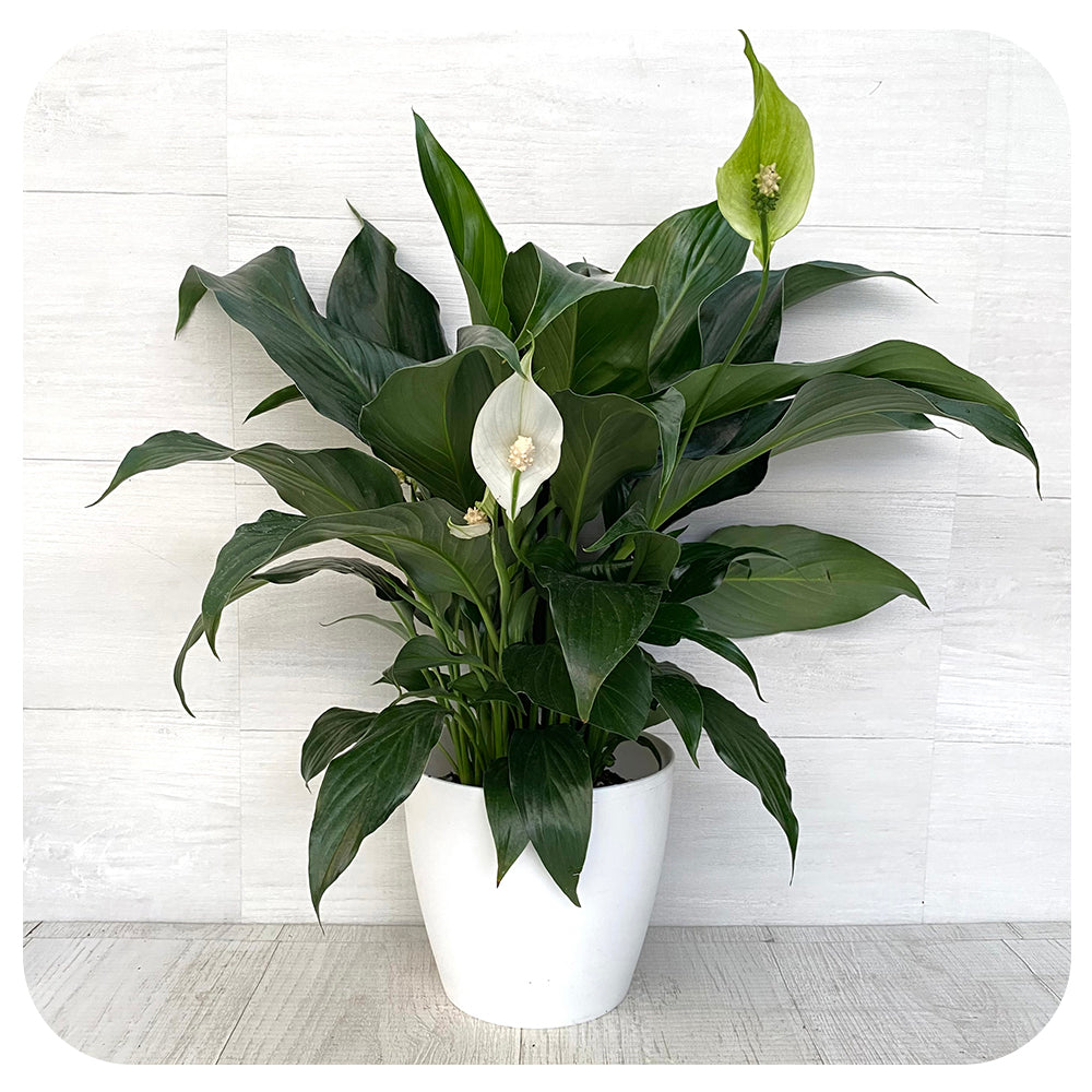 Peace Lily (Spathiphyllum)