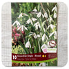 Snowdrops 'Single Elwesii' (Galanthus)