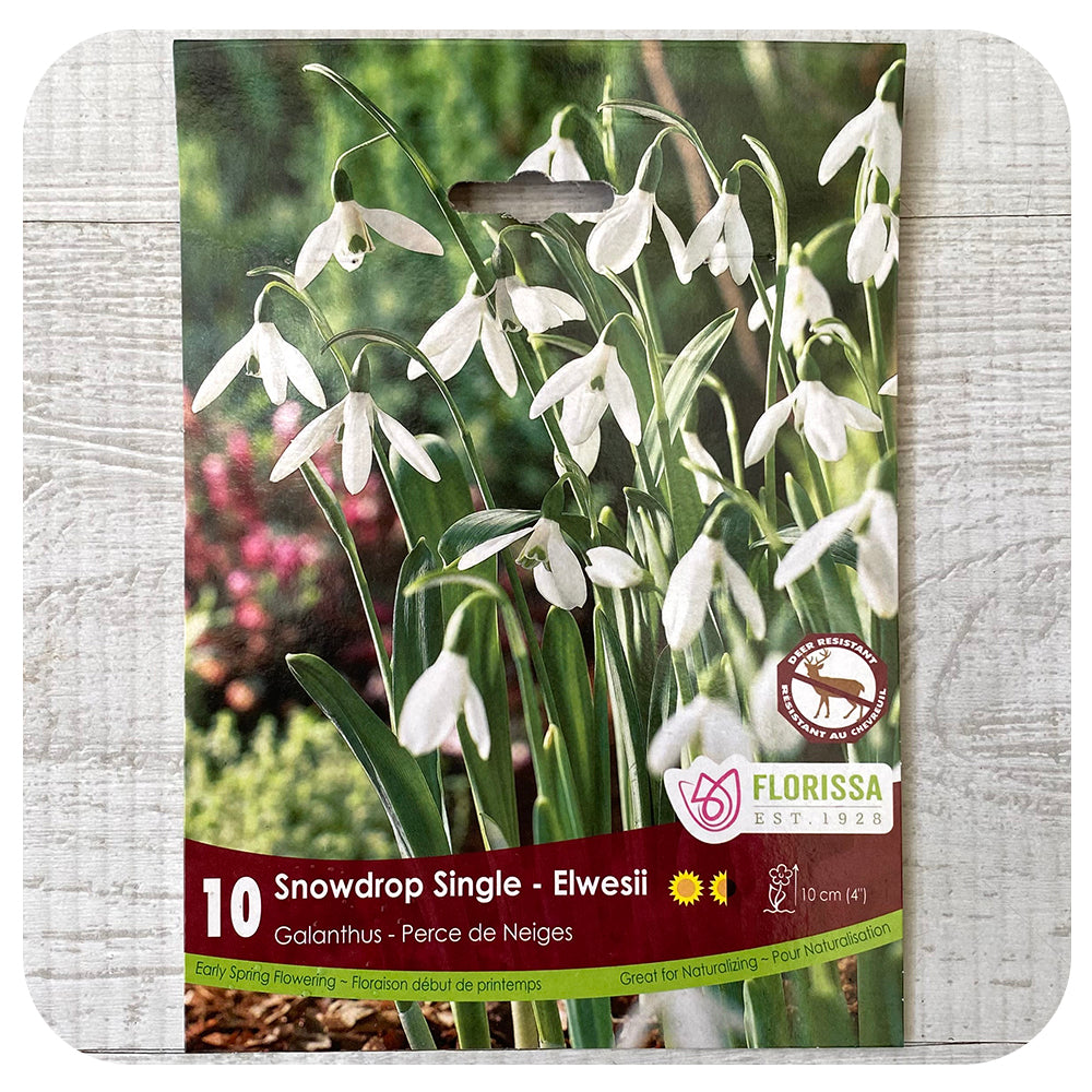 Snowdrops 'Single Elwesii' (Galanthus)