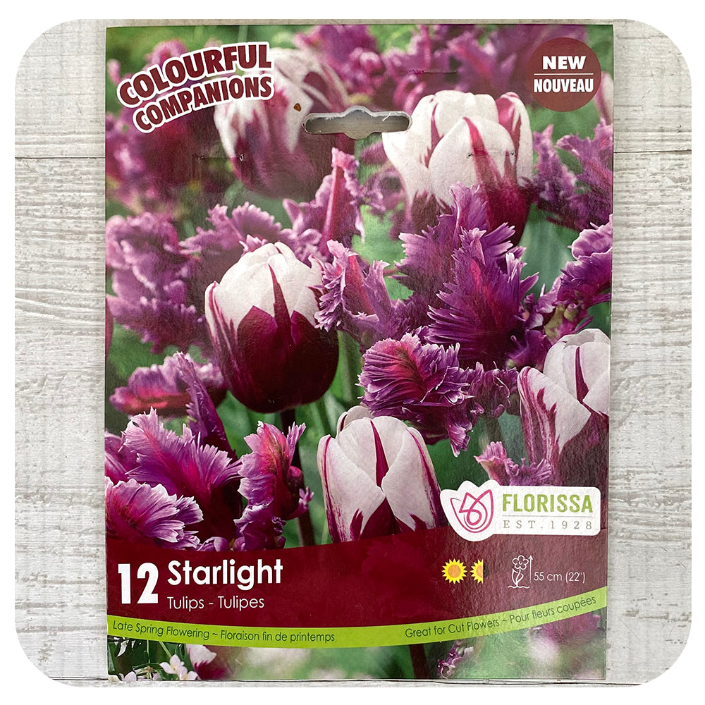 Tulip Mix 'Starlight'