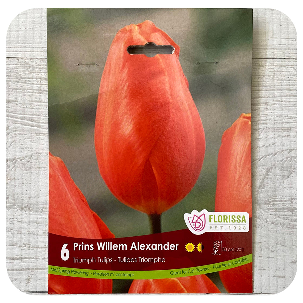 Tulip 'Prins Willem Alexander'
