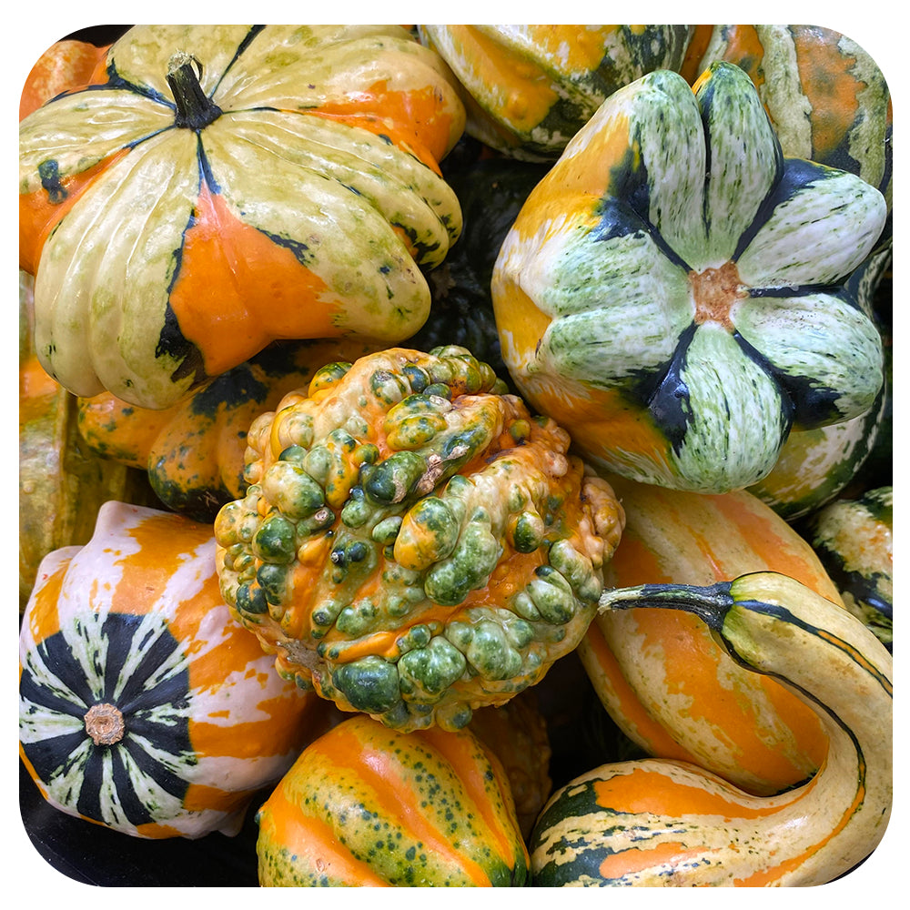 Gourds