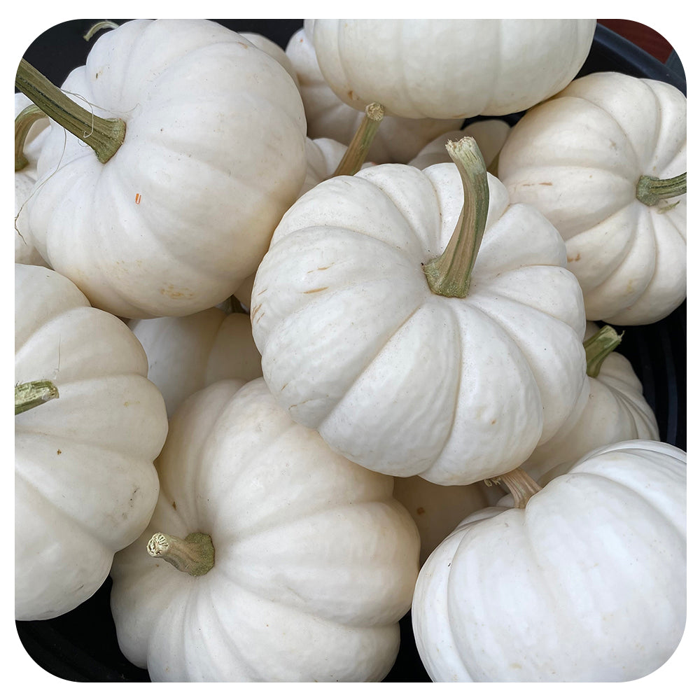 White Pumpkin