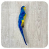 Parrot