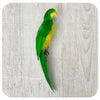 Parrot