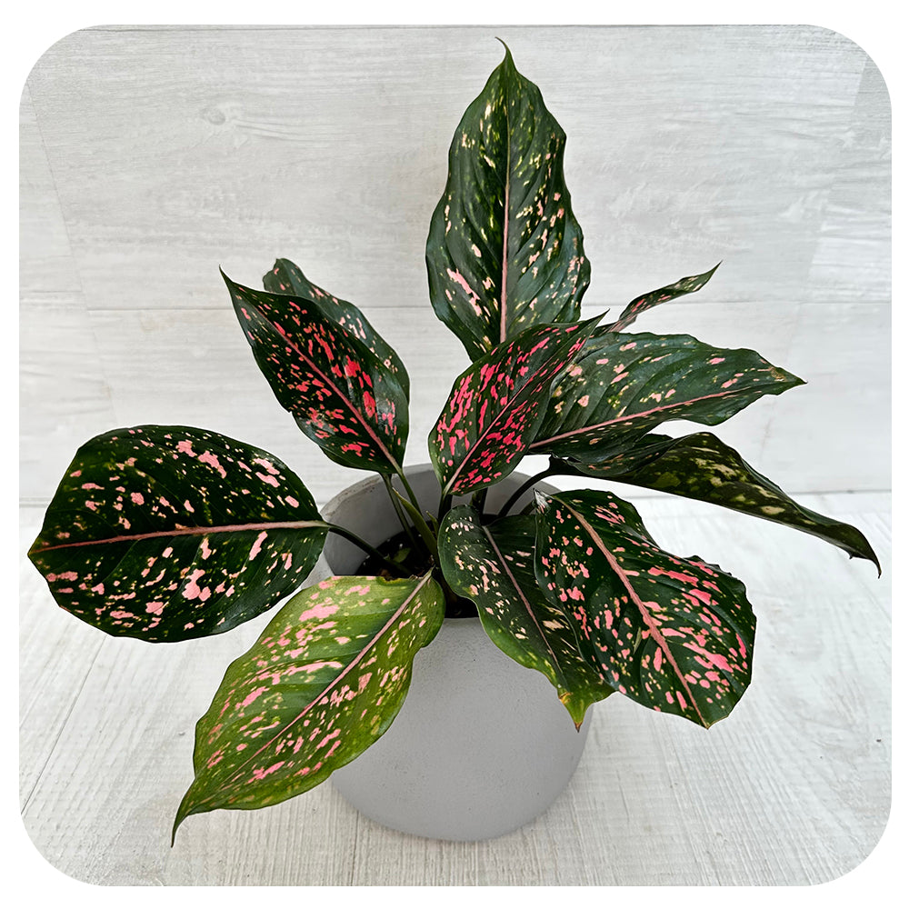 Aglaonema ‘Pink Dalmation’ (Chinese evergreen)