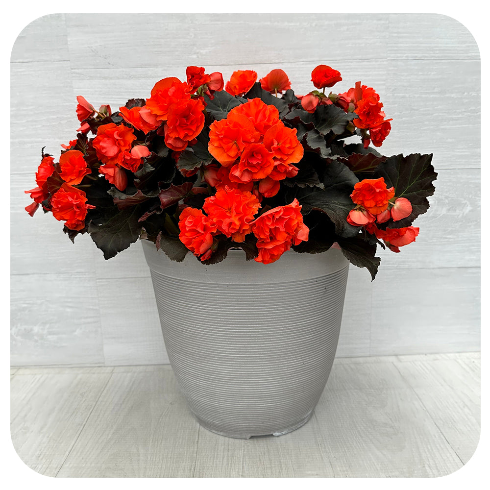 Begonia Planter