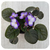 African Violets (Saintpaulia)