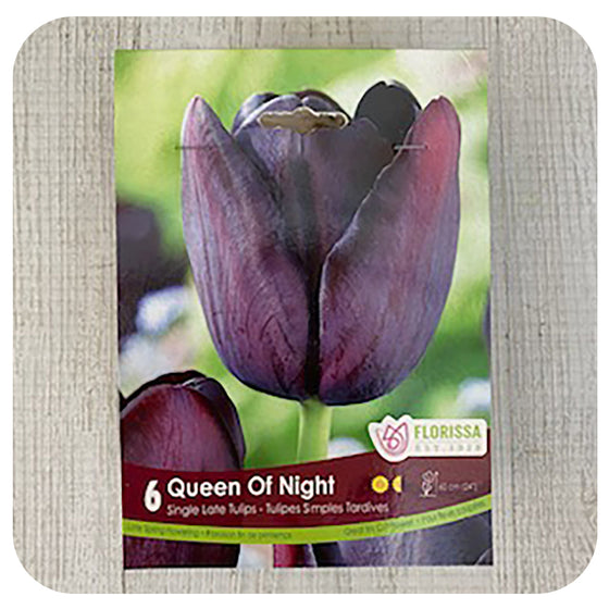 Tulip 'Queen of Night'