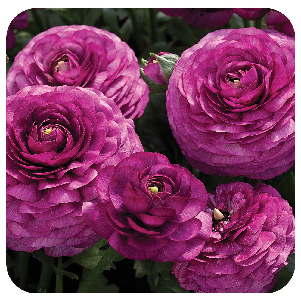 Ranunculus
