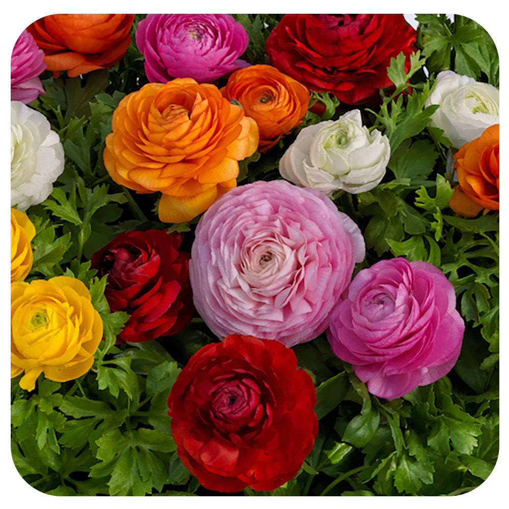 Ranunculus Bowl