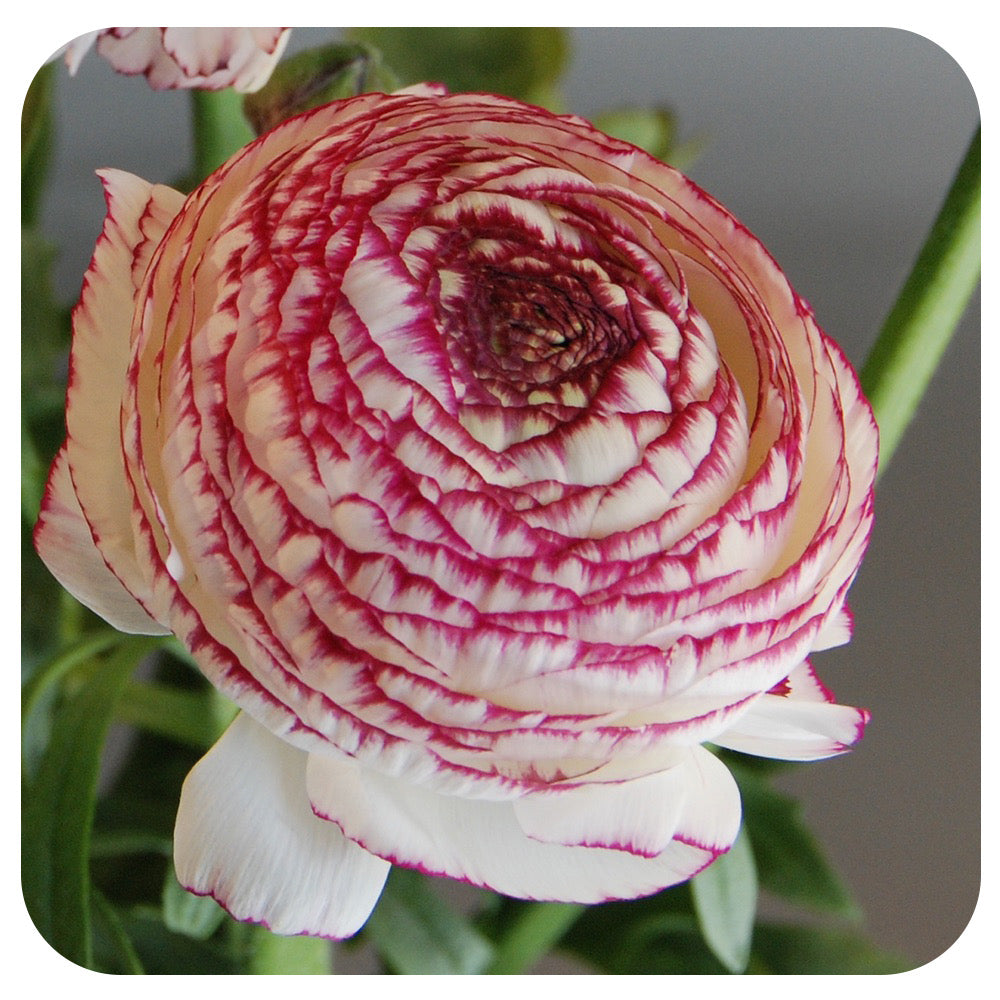 Ranunculus Bowl