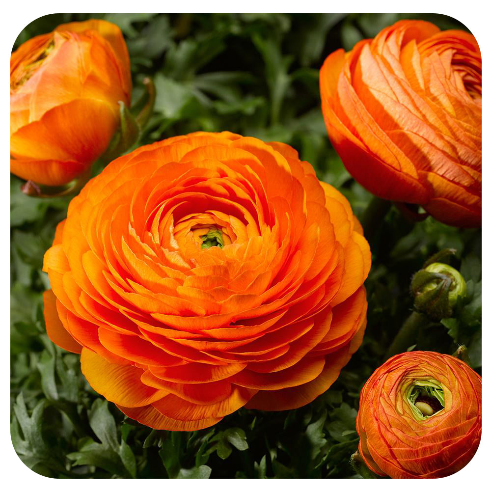 Ranunculus Bowl