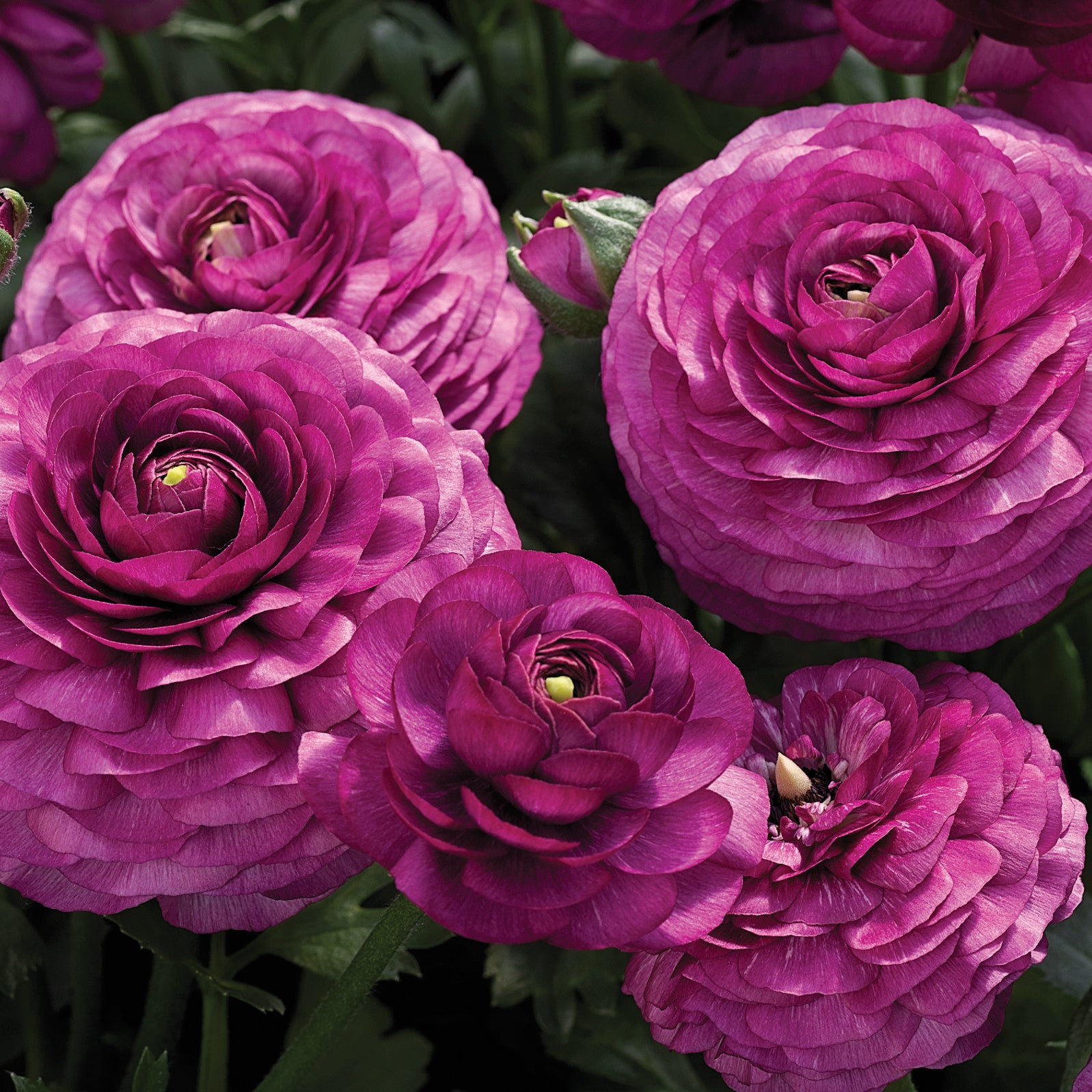 Ranunculus