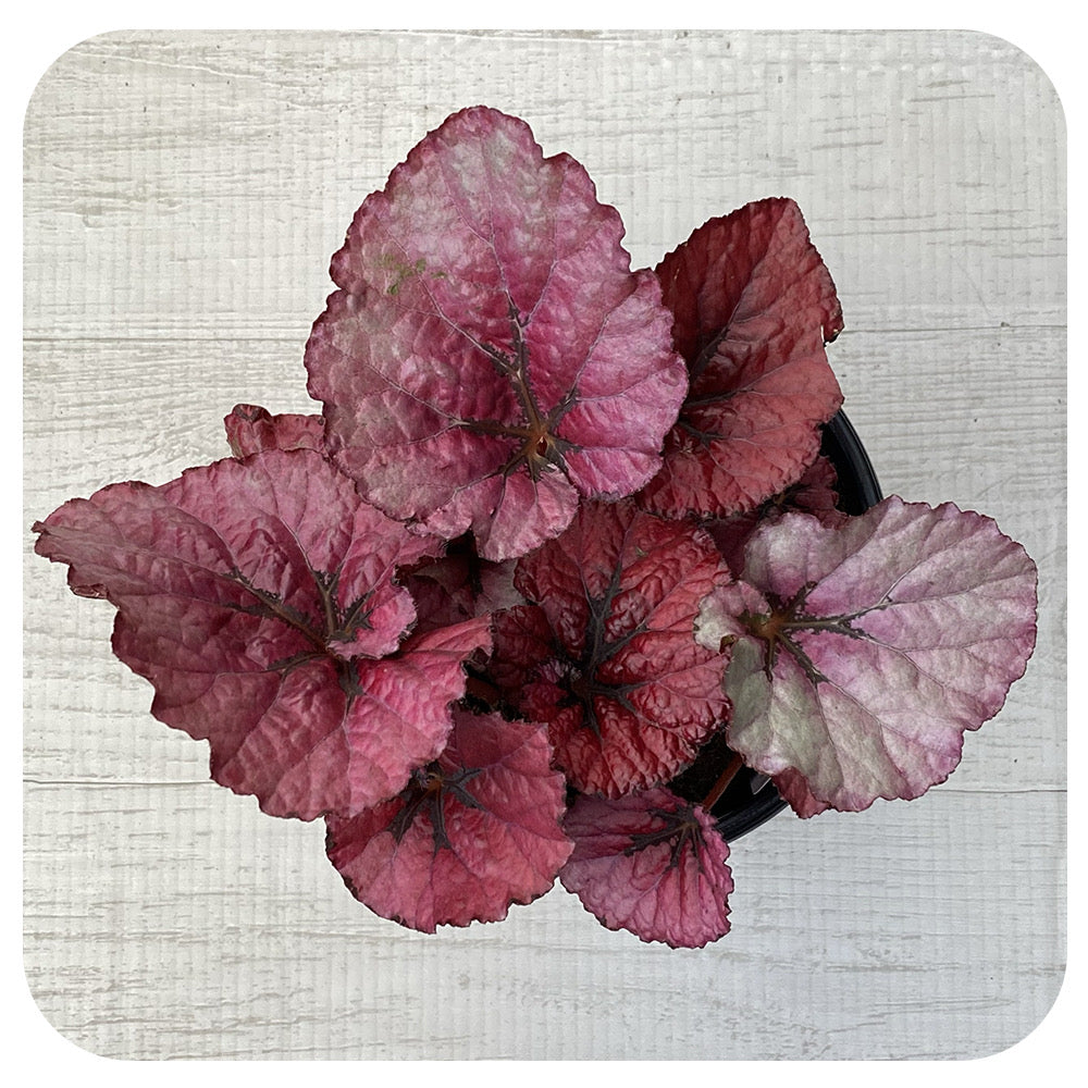 Rex Begonia - Round Burgundy