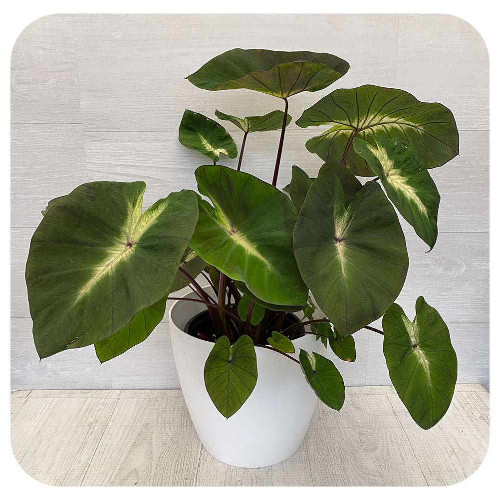 Colocasia esculenta Royal Hawaiian® 'Tropical Storm' Elephant's Ear