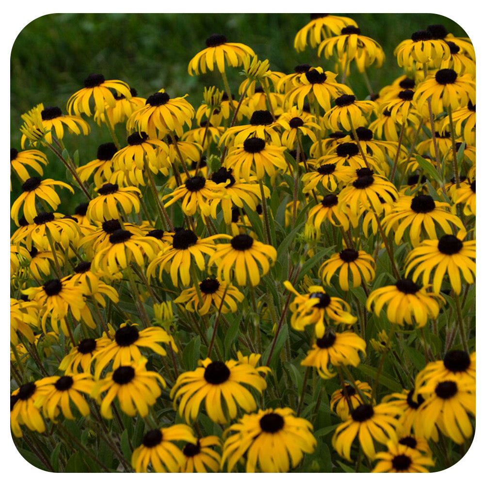 Black-Eyed Susan 'Treasure Trove' by Proven Winners (Rudbeckia)