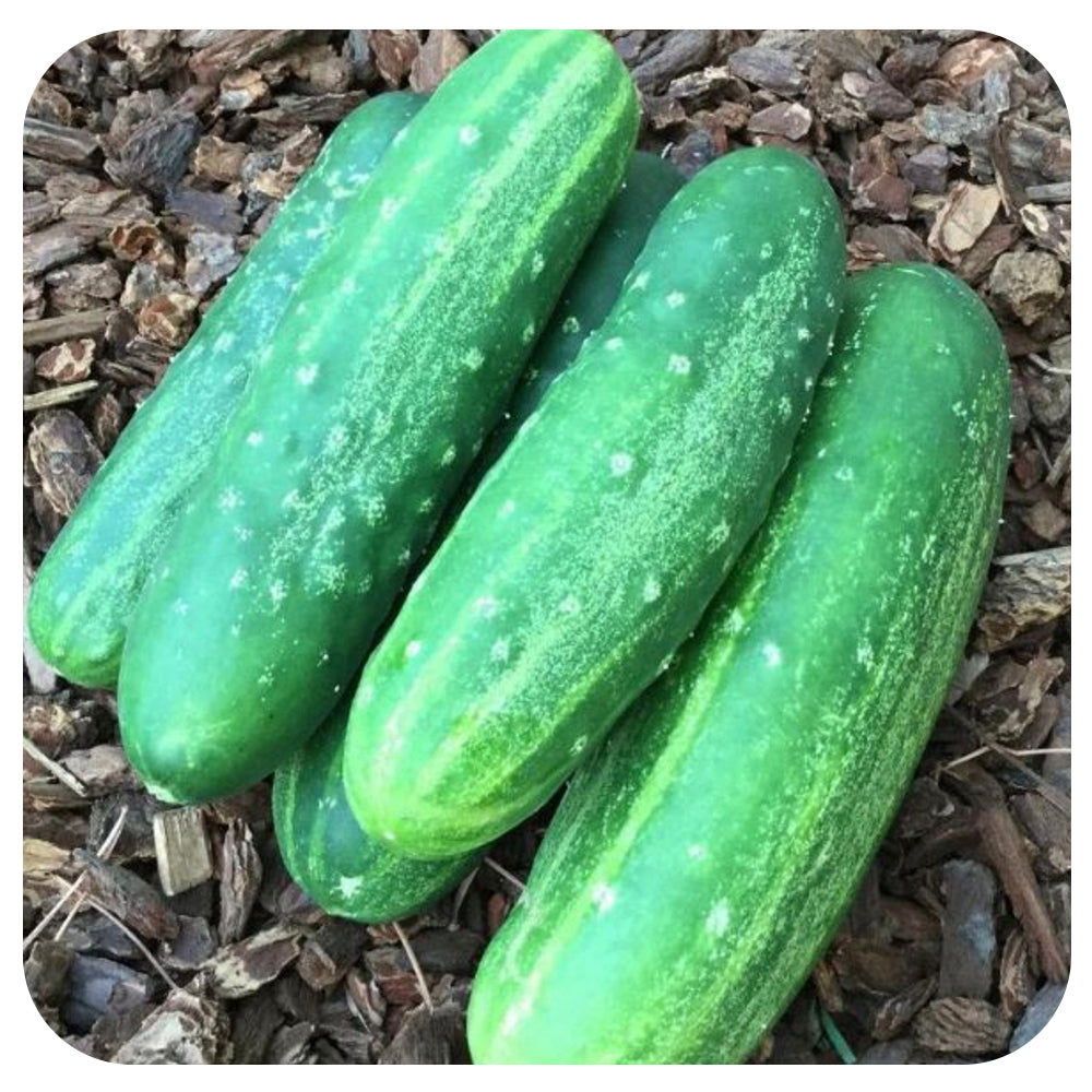 Patio Snacker Cucumber (Compact Slicing Cucumber)
