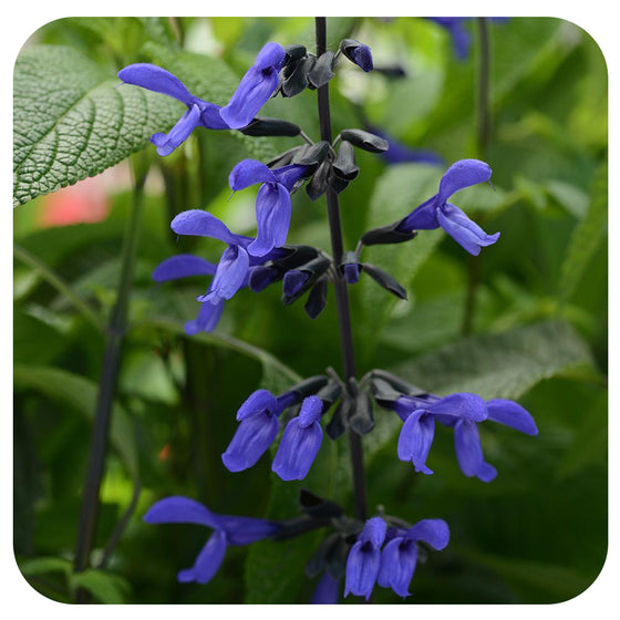 Salvia Black and Blue (Proven Winners)