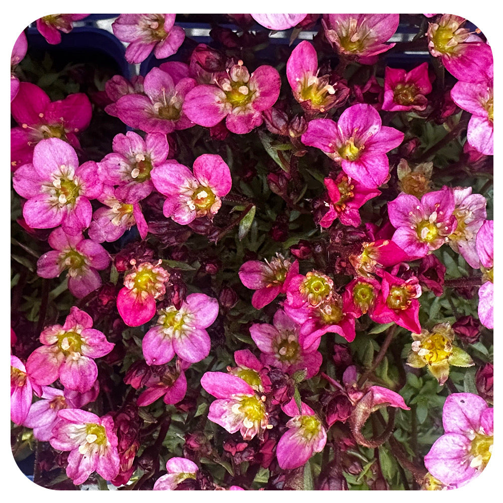 Saxifraga arendsii Lofty Pink Shades