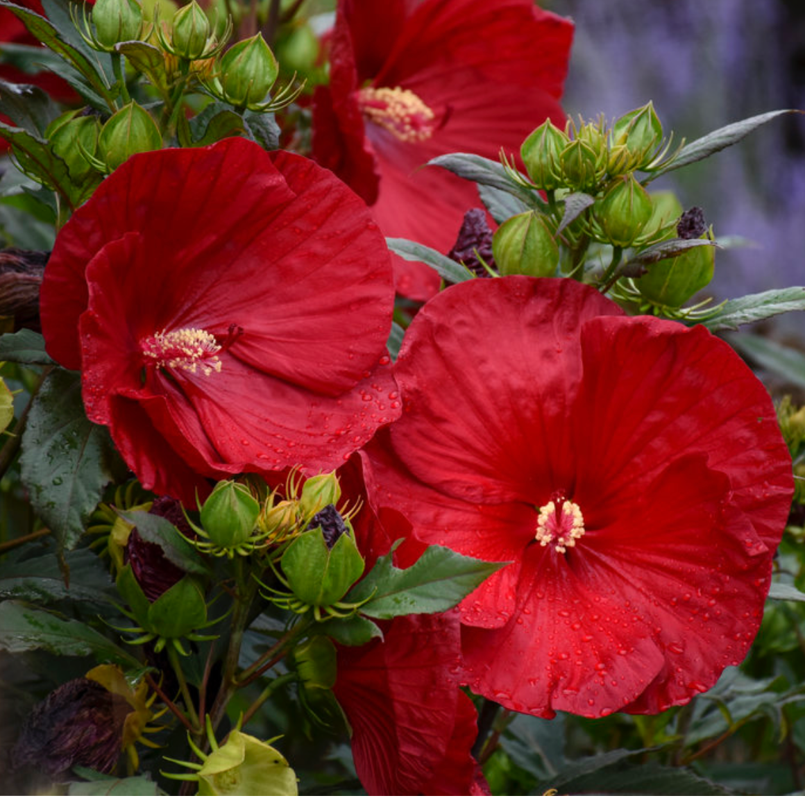 Hibiscus 'Summerific' 'Cranberry Crush'